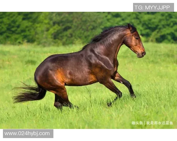 足球明星诺亚的背景故事与成就揭秘,了解这位新星的成长历程与未来潜力 足球明星诺亚的背景故事与成就揭秘,了解这位新星的成长历程与未来潜力